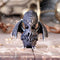 NEMESIS NOW CULTHULHU 10.3CM FIGURA 801269145804