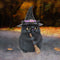 NEMESIS NOW LUCKY BLACK CAT figurica 12CM 801269127480