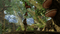 Smalland: Survive The Wilds (Playstation 5) 5060264379224