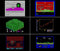 THE SPECTRUM 4020628577728