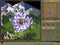 Age of Wonders (PC) 052203b8-1b8c-45da-81e4-bbb3c7460d56