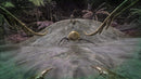ARK: Survival Evolved (PC) 0884095178352