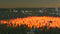 Cities: Skylines - Natural Disasters (NEW) (PC) 2d0851d0-4947-48bd-917b-9508607ec451