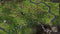 Crusader Kings II: Charlemagne (PC) 59af94de-4ad3-4a28-96ae-819a0690c4b3