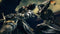 Dark Souls: Remastered (PS4) 3391891997454