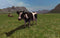 Farming Simulator 2011 (Steam) (PC) 27d0974b-0654-4974-8ccb-84682634c6d6