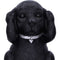 NEMESIS NOW THREE WISE LABRADORS 8.5CM KIPCI 801269146108