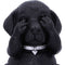 NEMESIS NOW THREE WISE LABRADORS 8.5CM KIPCI 801269146108