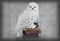 NOBLE COLLECTION - HARRY POTTER - MAGICAL CREATURES - HEDWIG KIPEC 849421003364