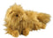 NOBLE COLLECTION - HARRY POTTER - PLIŠ - CROOKSHANKS 849421004606