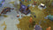 Northgard - Sváfnir, Clan of the Snake (PC) b9c2e480-8570-447f-87be-91c7241bda48