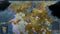 Northgard - Sváfnir, Clan of the Snake (PC) b9c2e480-8570-447f-87be-91c7241bda48