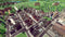 Rise of Industry 32508ab7-dd8d-42a5-86f9-d3a7c5675635