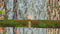 Secret of Mana (Playstation 4) 5021290080430